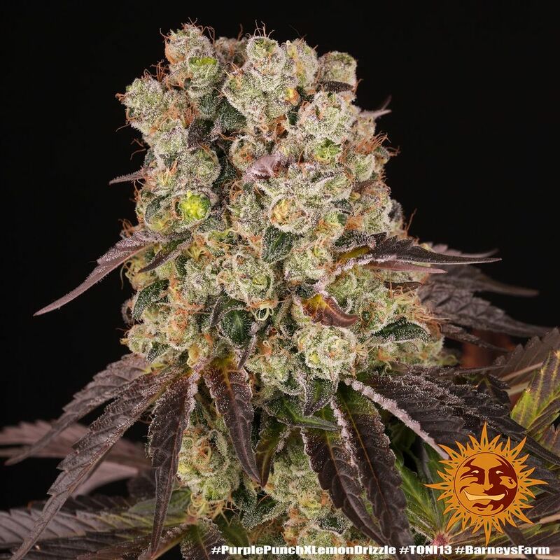 Purple Punch x Lemon Drizzle, Фасовка: 3, изображение 14